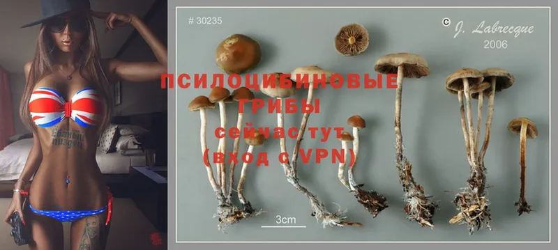 площадка наркотические препараты  Лебедянь  Псилоцибиновые грибы Psilocybe  закладка 